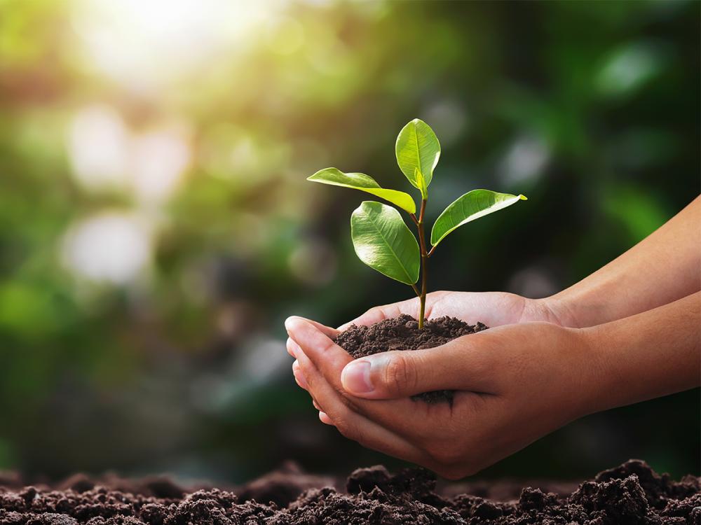 Hands gently hold a small green seedling growing in soil, symbolizing growth, care, and environmental stewardship.