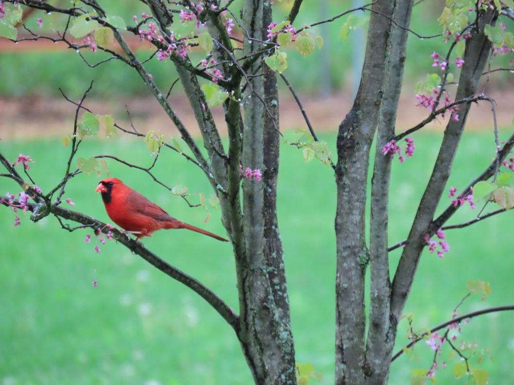 Red cardinal sitting in a tree