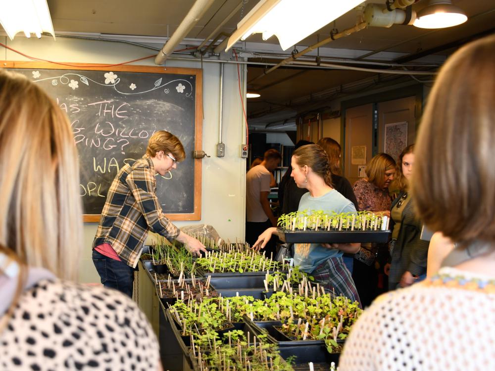 Staff organize flats of plants in a greenhouse as guests look on