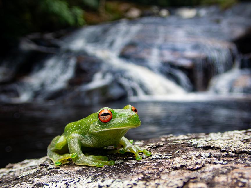 Green tree frog on rocks at the edge of a stream