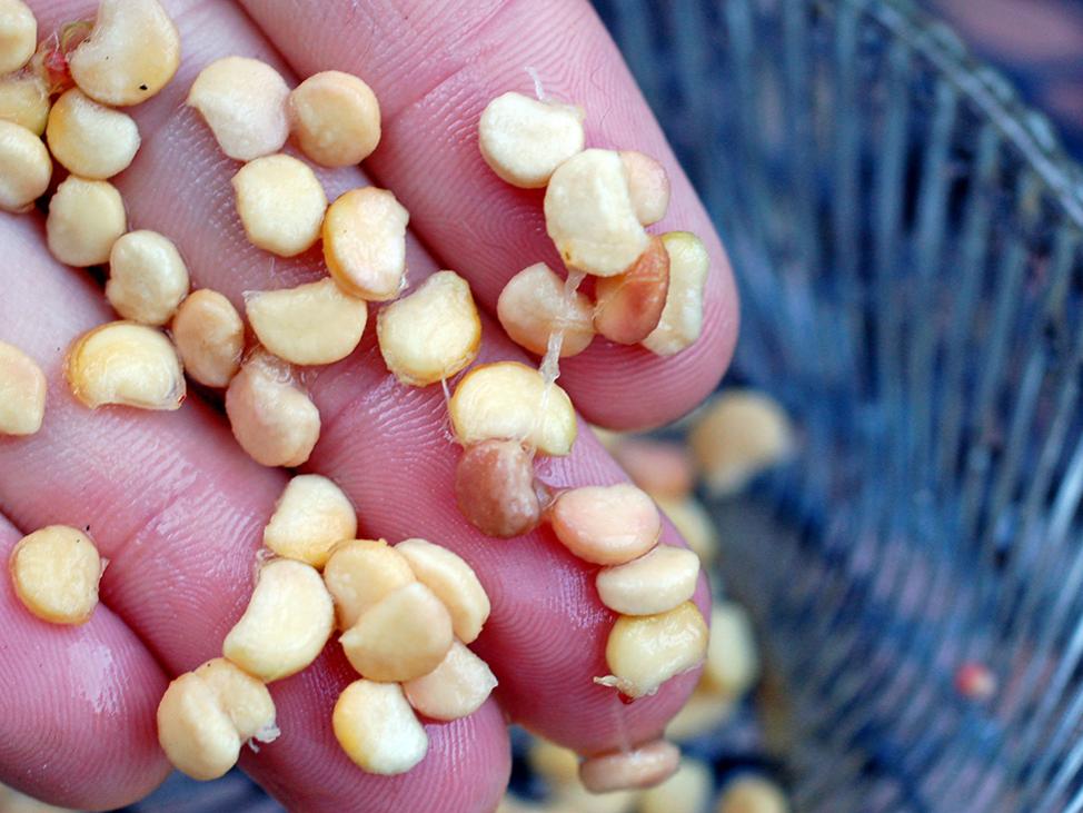 handful of yellow seeds