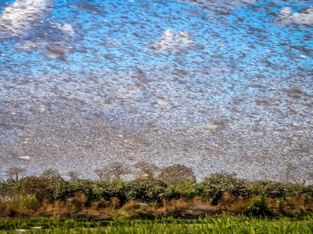 Desert locusts swarming a field