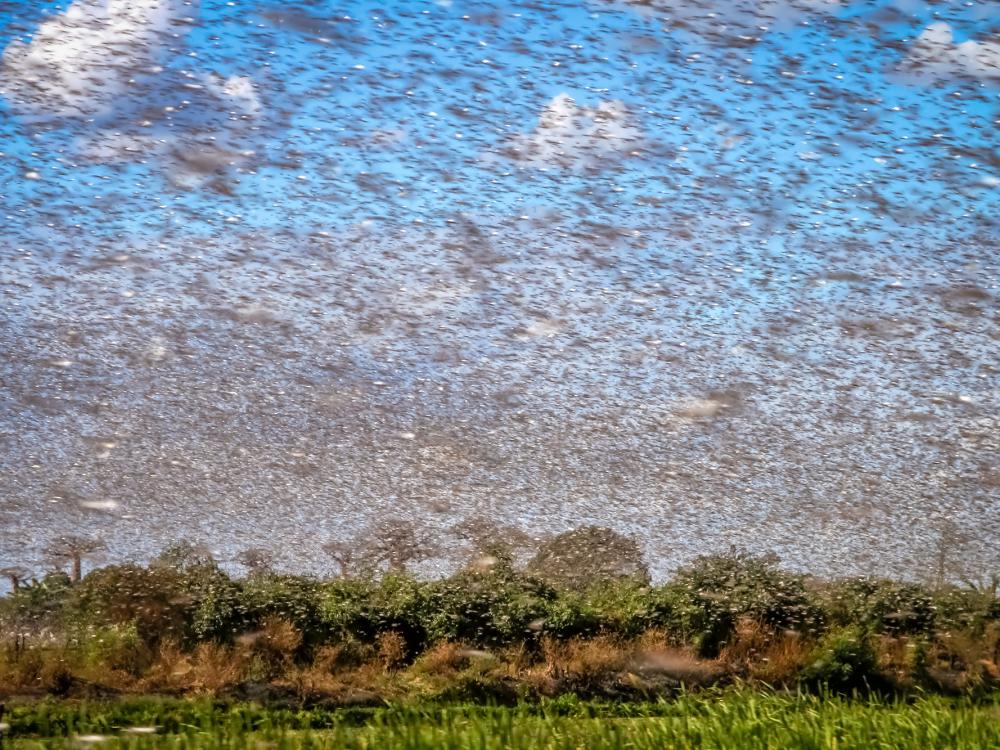 Desert locusts swarming a field