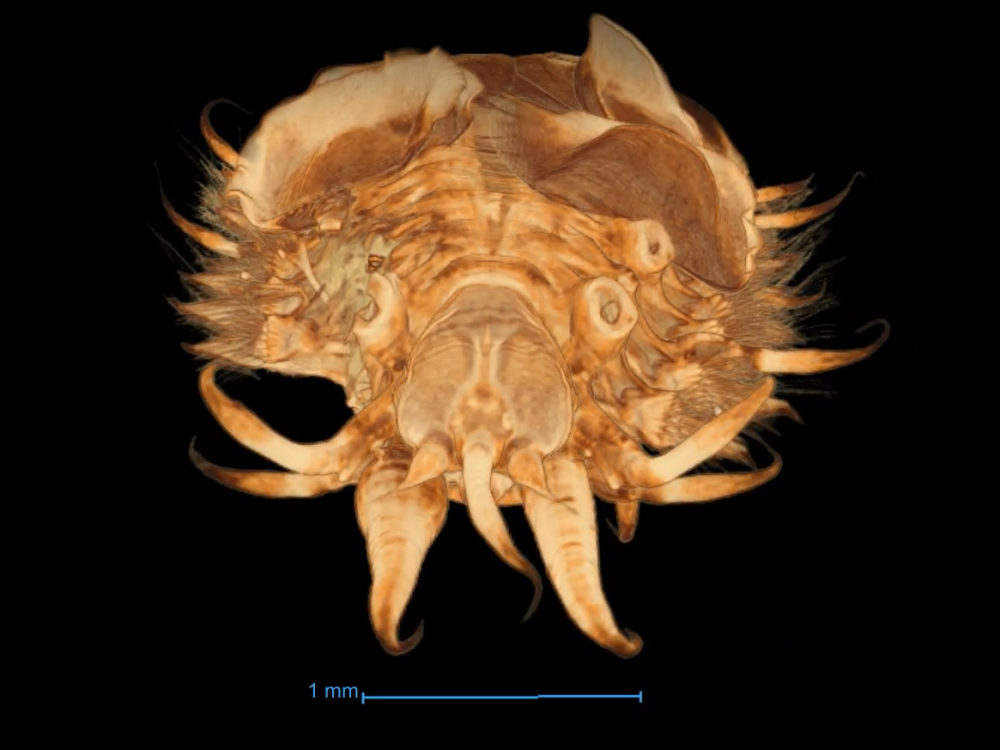 Zoomed in digital image of a tiny polychaete worm