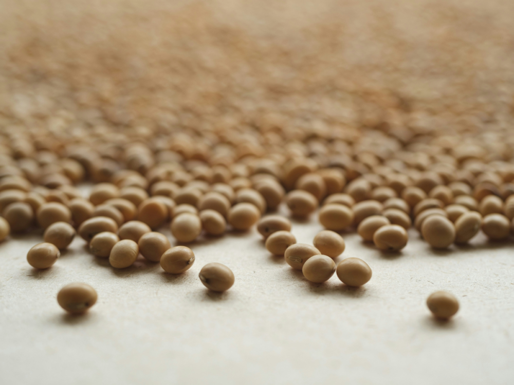 Close-up photo of many dried soybeans on a flat surface