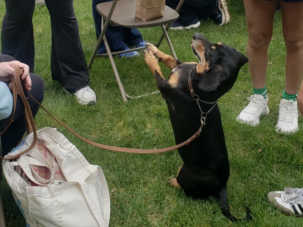 A dachshund on their hind legs entertaining students.