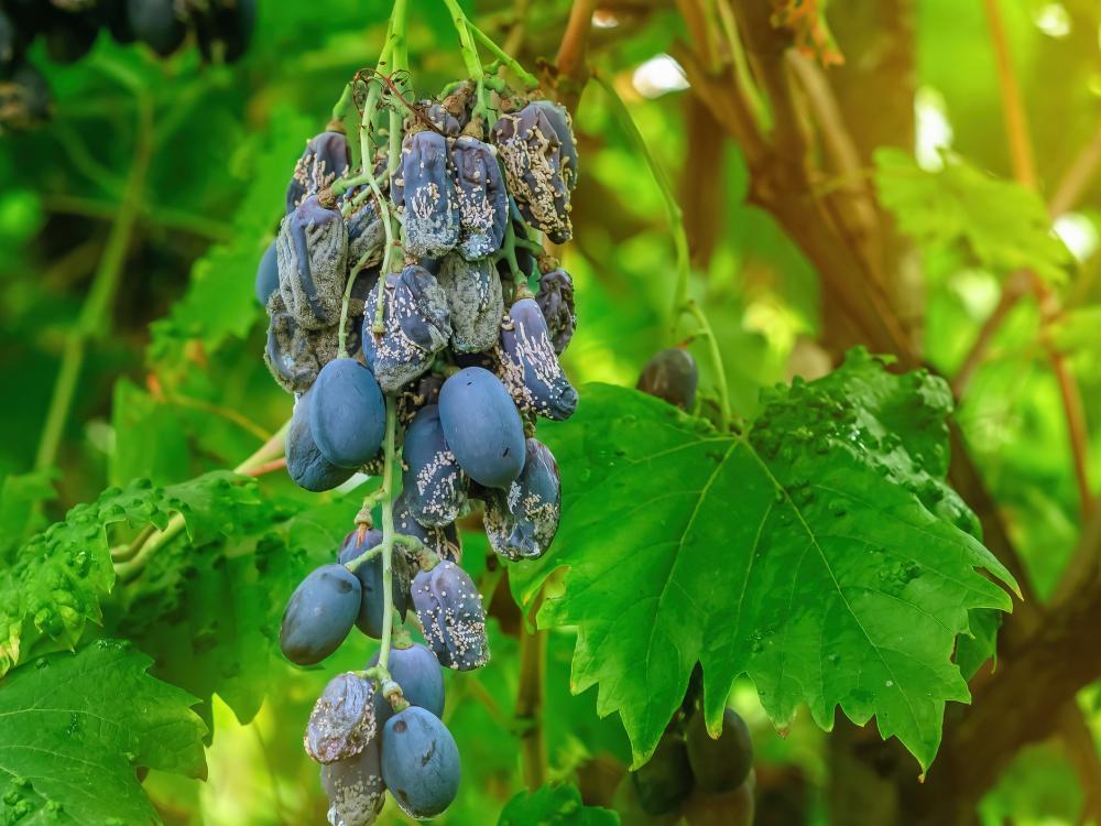 A diseased, withered bunch of purple grapes hangs on what appears to be a healthy grape vine