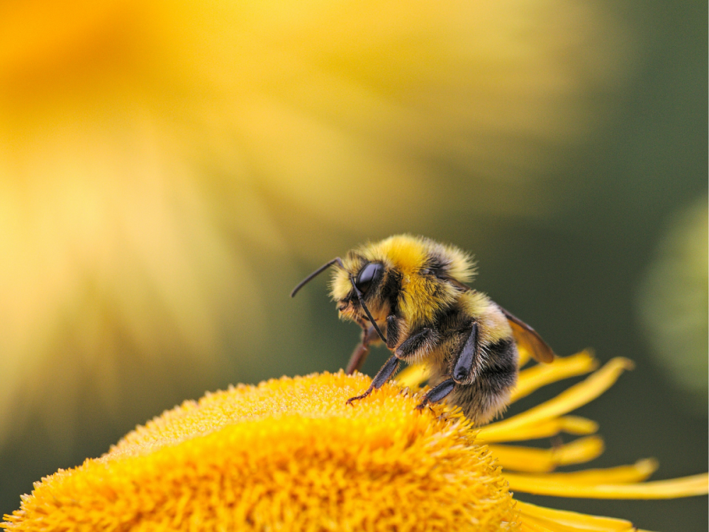 A bumble bee sitting on a yellow flower