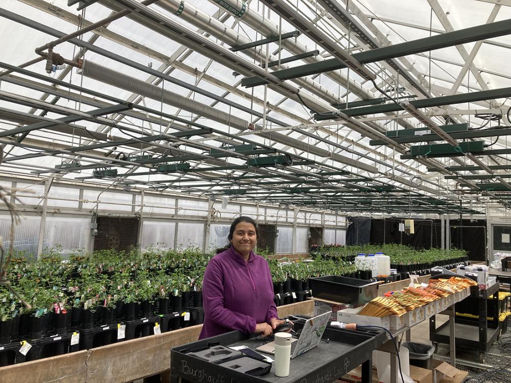 Person standing in a greenhouse