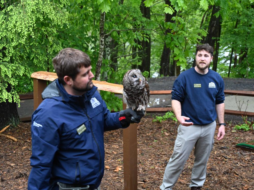 An educator wearing a glove holds a barred owl during an outdoor wildlife presentation as another staff member speaks nearby.