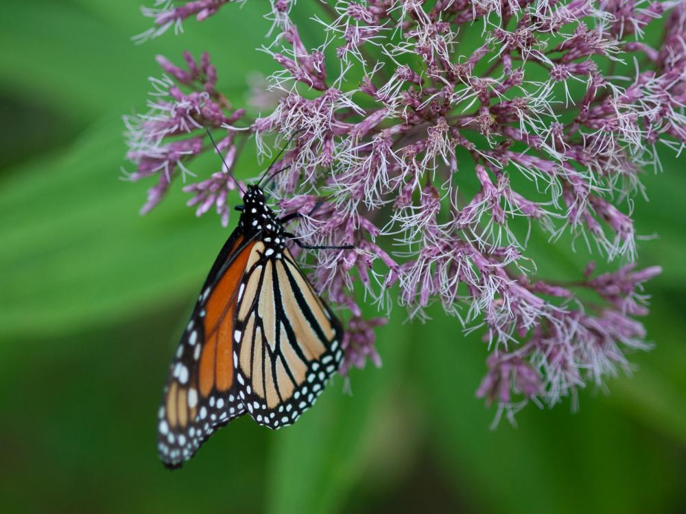 A monarch butterfly on a flowering plant. 