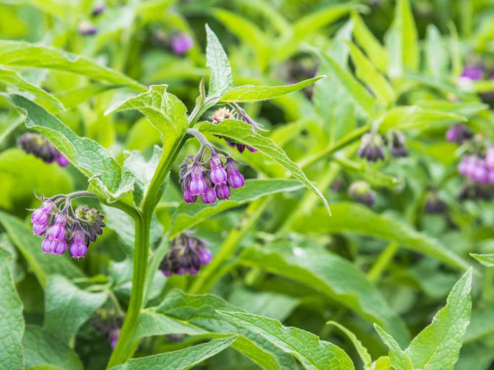 Close-up image of comfrey, a purple flower in a field of green