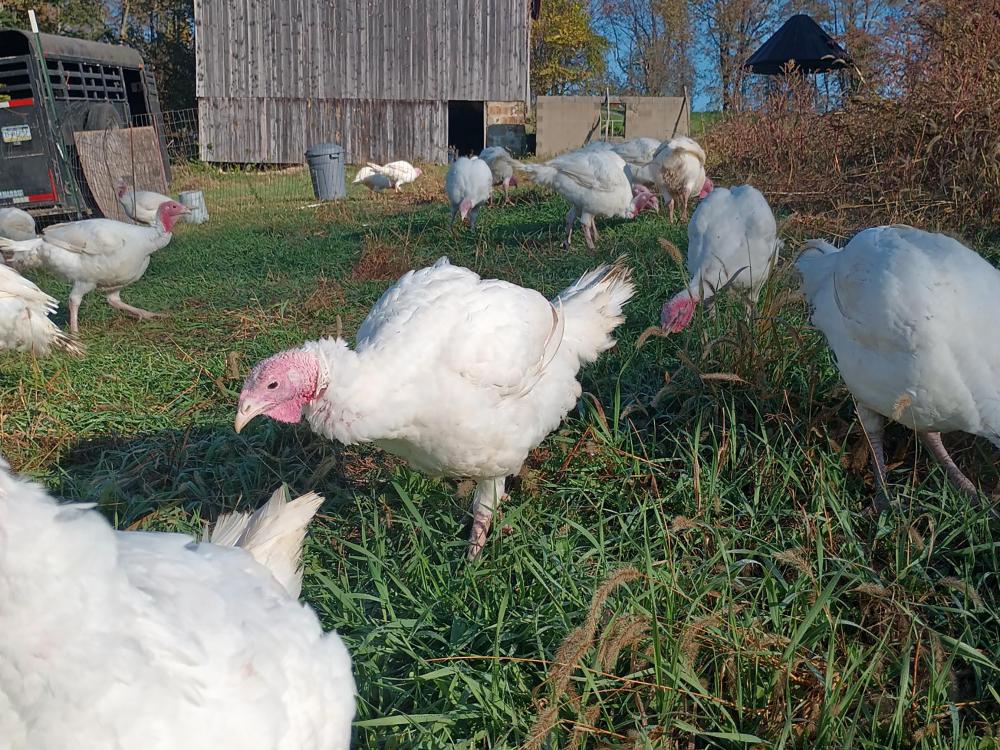 A flock of white chickens free grazes on a farm