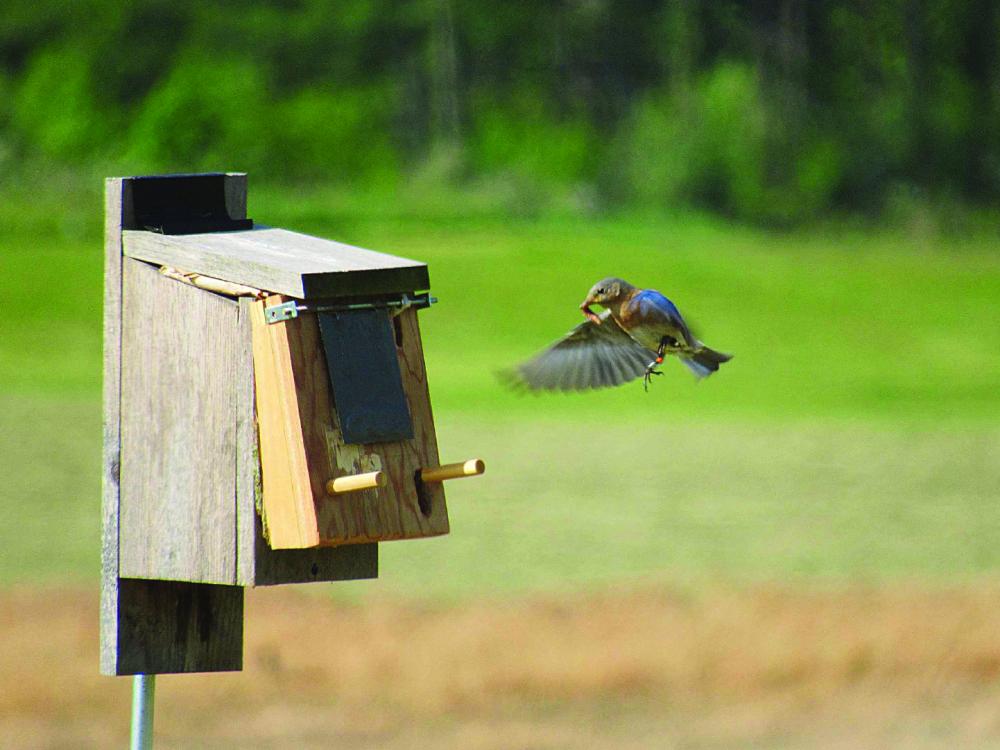 A bird approaches a nesting box