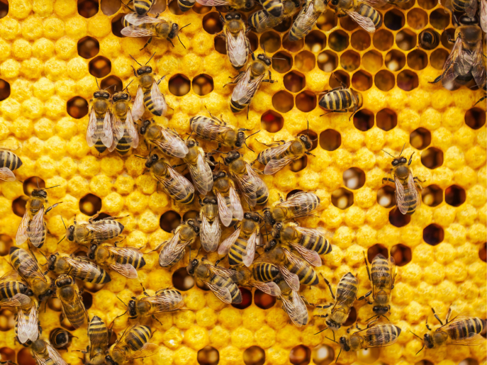 Many honey bees on honey comb