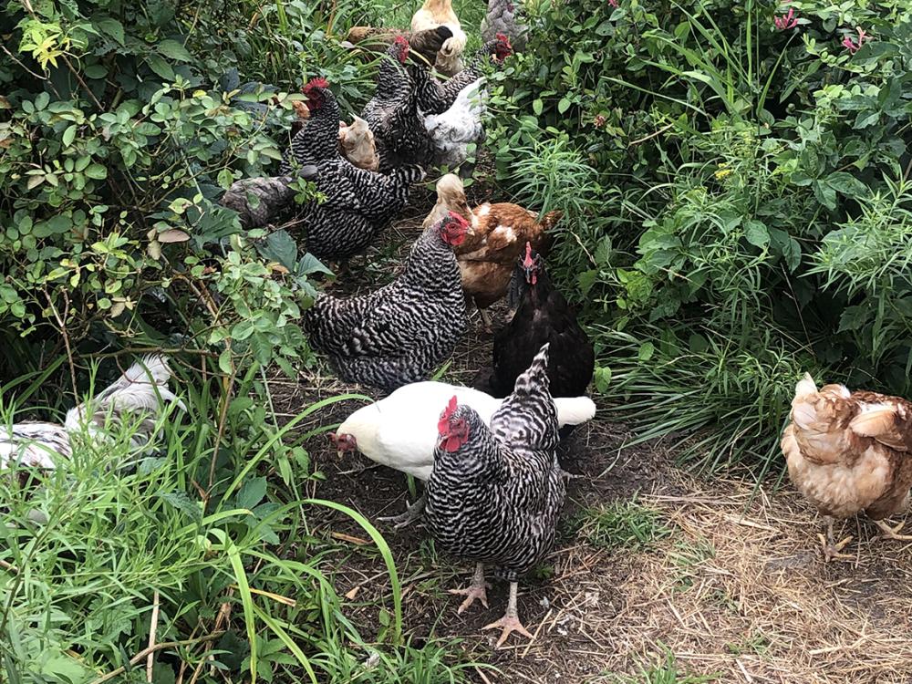 White, brown, and black chickens walking through folliage.