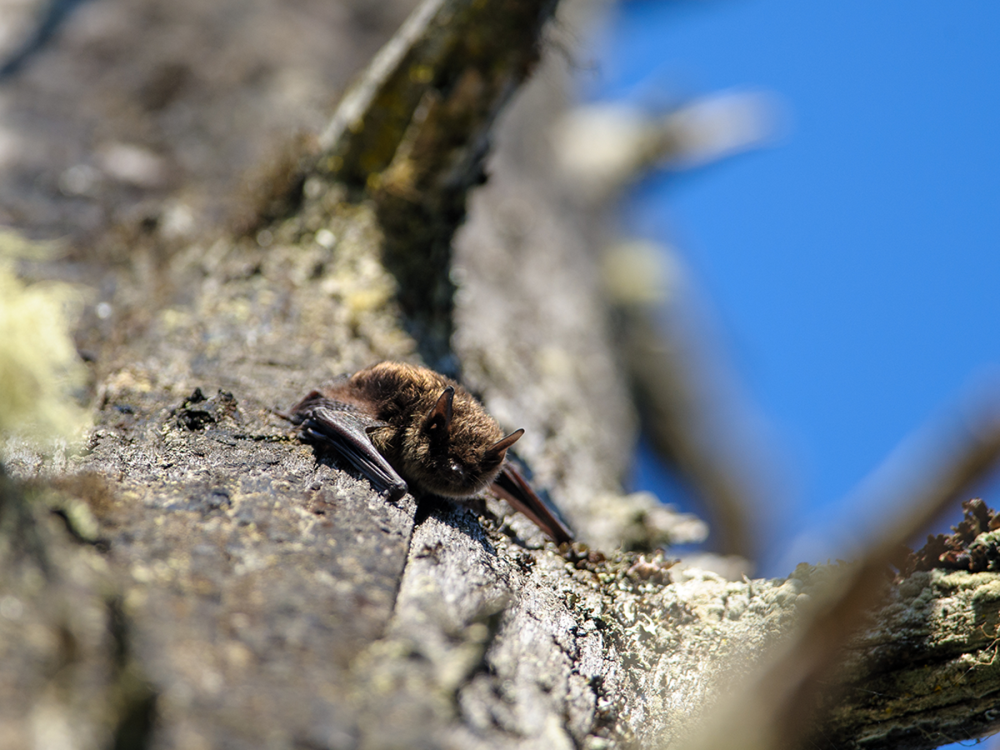small brown bat sitting on a rocky surface