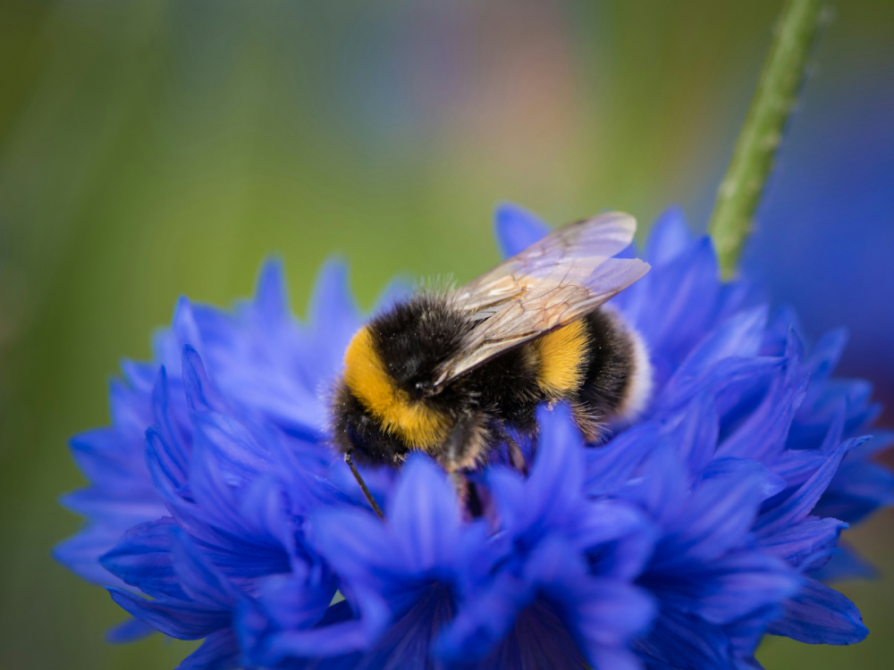 Bumblebee on a blue flower
