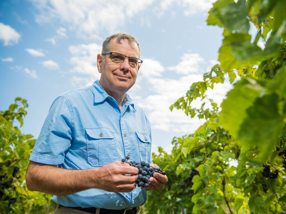 Penn State Behrend faculty member Michael Campbell holds grapes while walking through an Erie County vineyard.