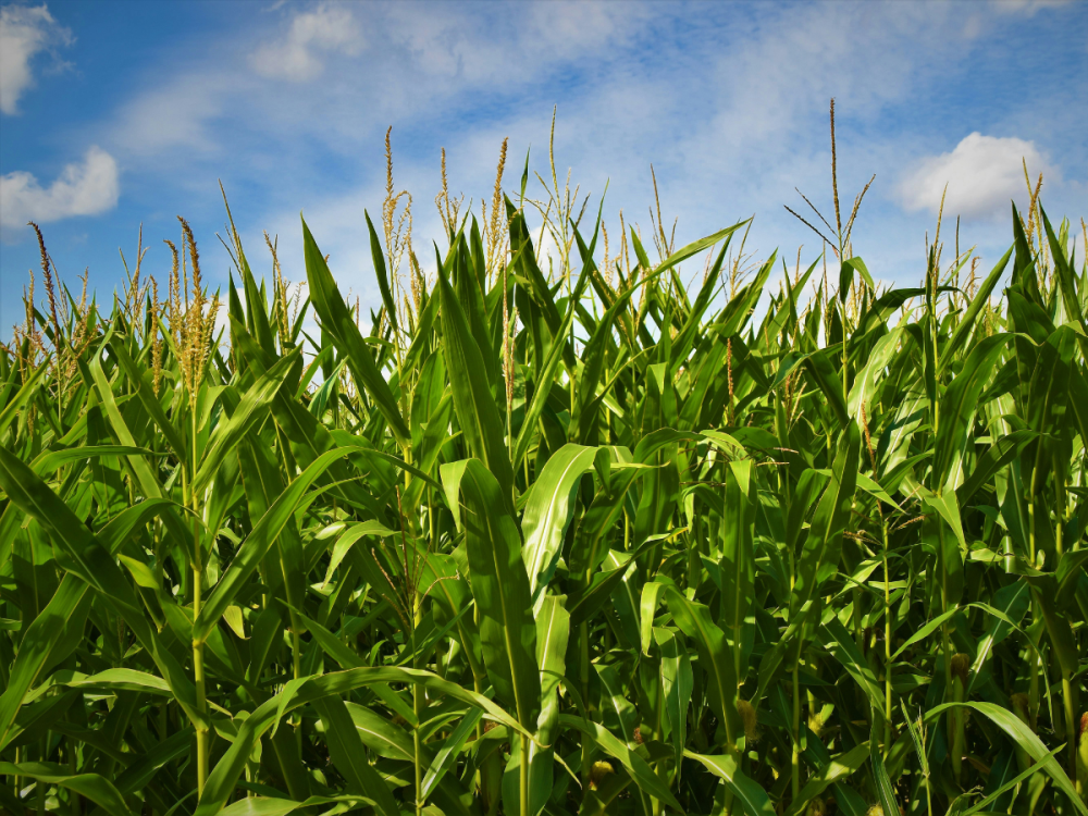Corn plants in a field
