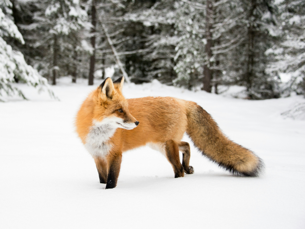 Red fox standing in front of a snowy forest