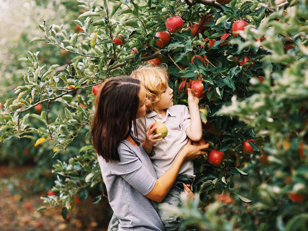 apple picking stock photo