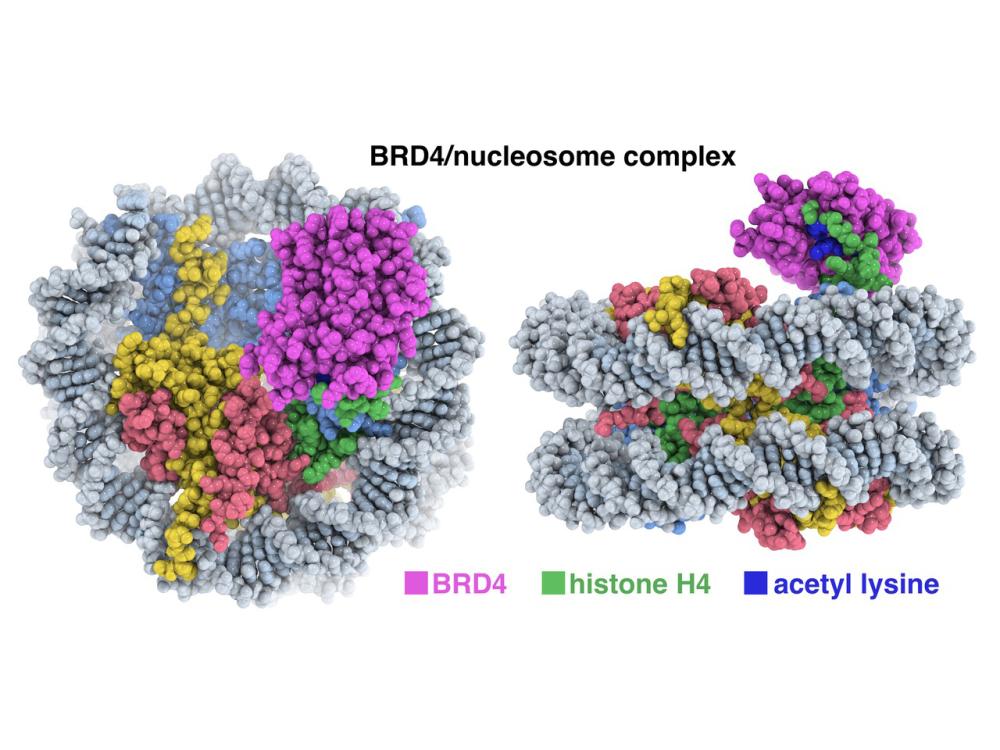 Two views of 3D reconstruction of BRD4 protein attached to nucleosome. BRD4 binds to modified lysine in hisone h4, stick out at top of nuceosome.