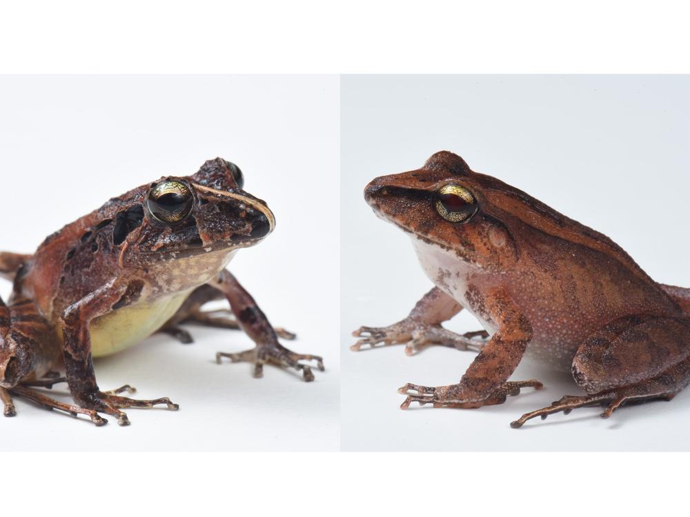 two frogs on a white background