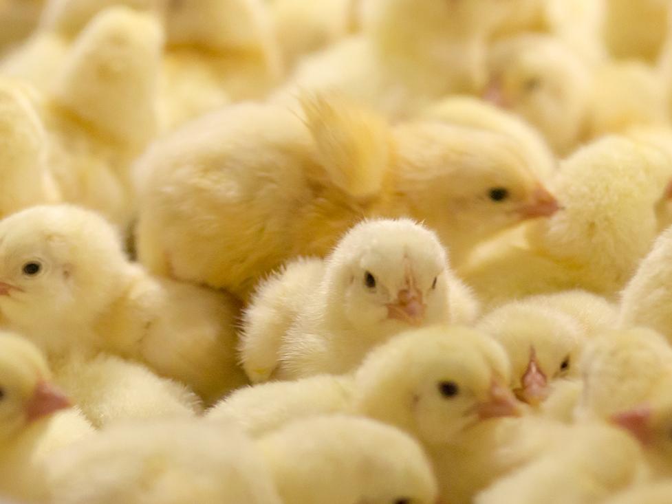 yellow chicks