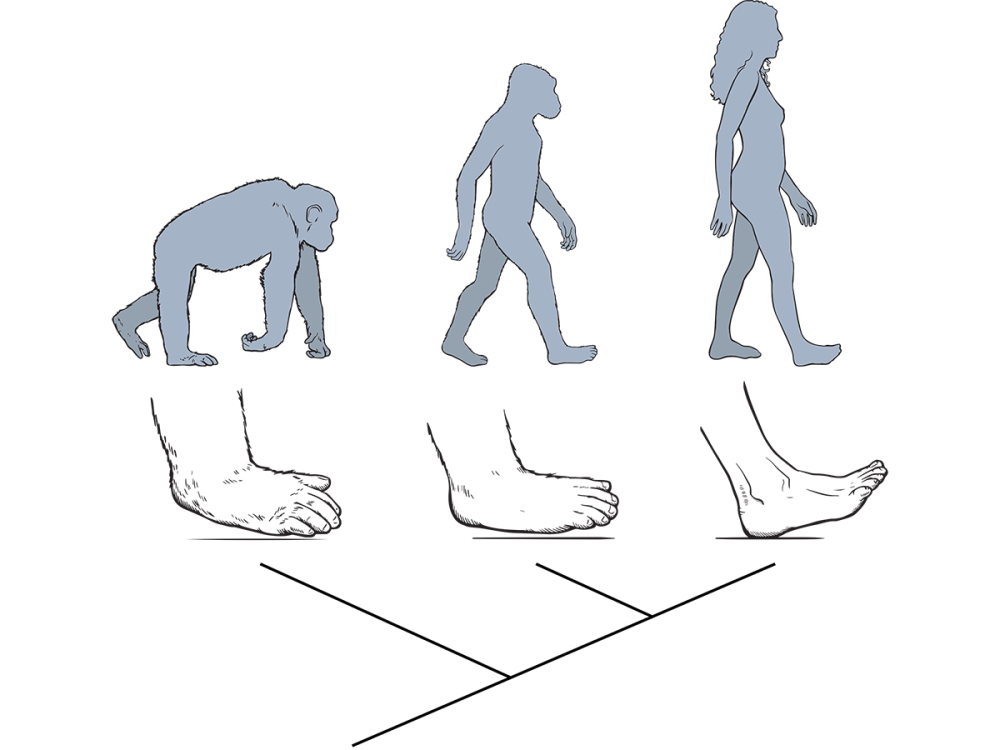 A diagram showing the walking styles of a chimpanzee on all fours, an early human walking upright and a modern person walking heel-to-toe.