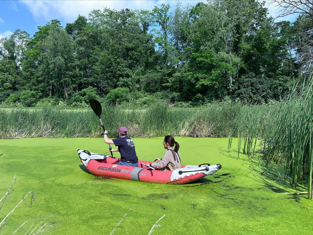 Two people kayak on a body of water covered in a film of green growth