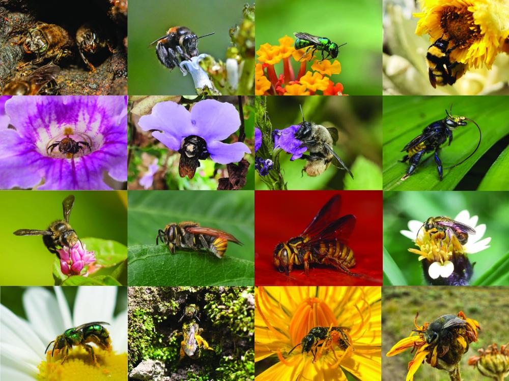 A collage of images of different kinds of bee species.