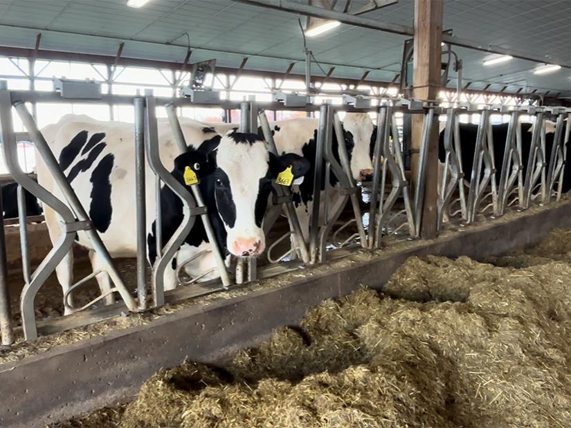 Winter Rye Colorado Mixing plant material with manure may be key to profitable biogas ...