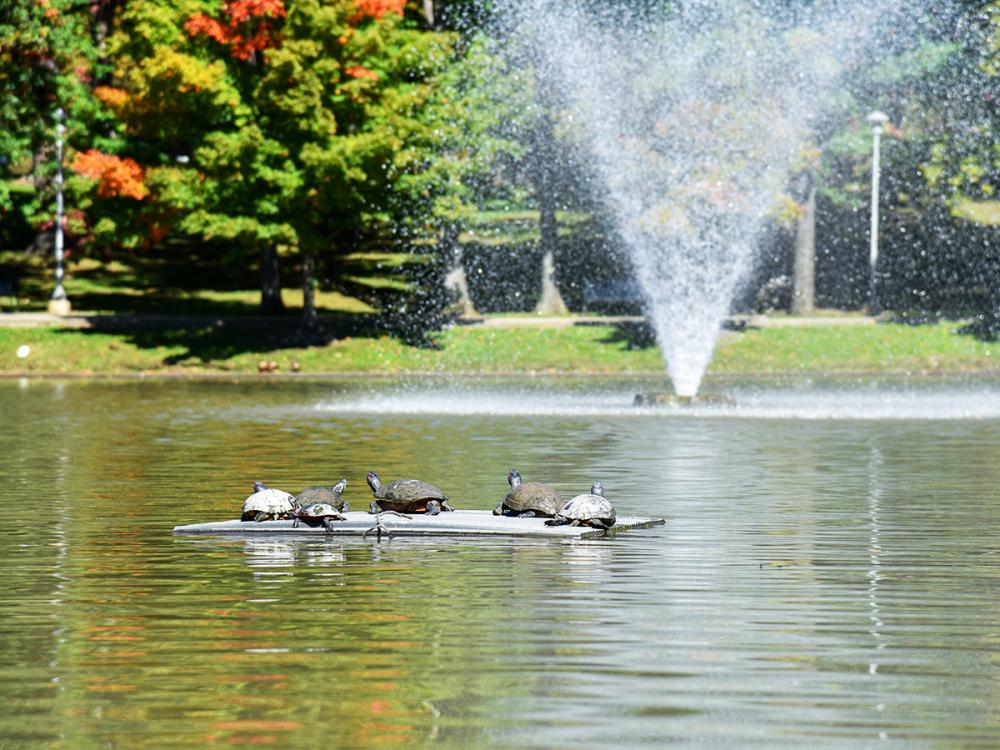 Five turtles bask in the sun on a floating platform in a pond, with a spraying fountain and colorful fall foliage in the background.