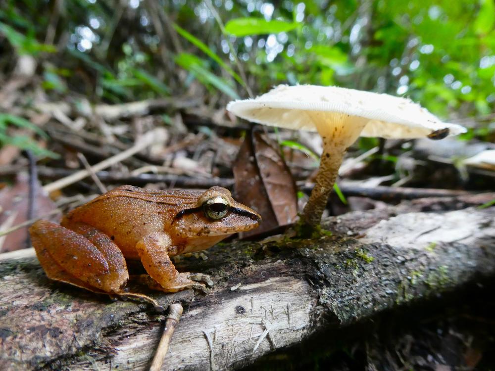 Small brown frog on a branch next to a mushroom