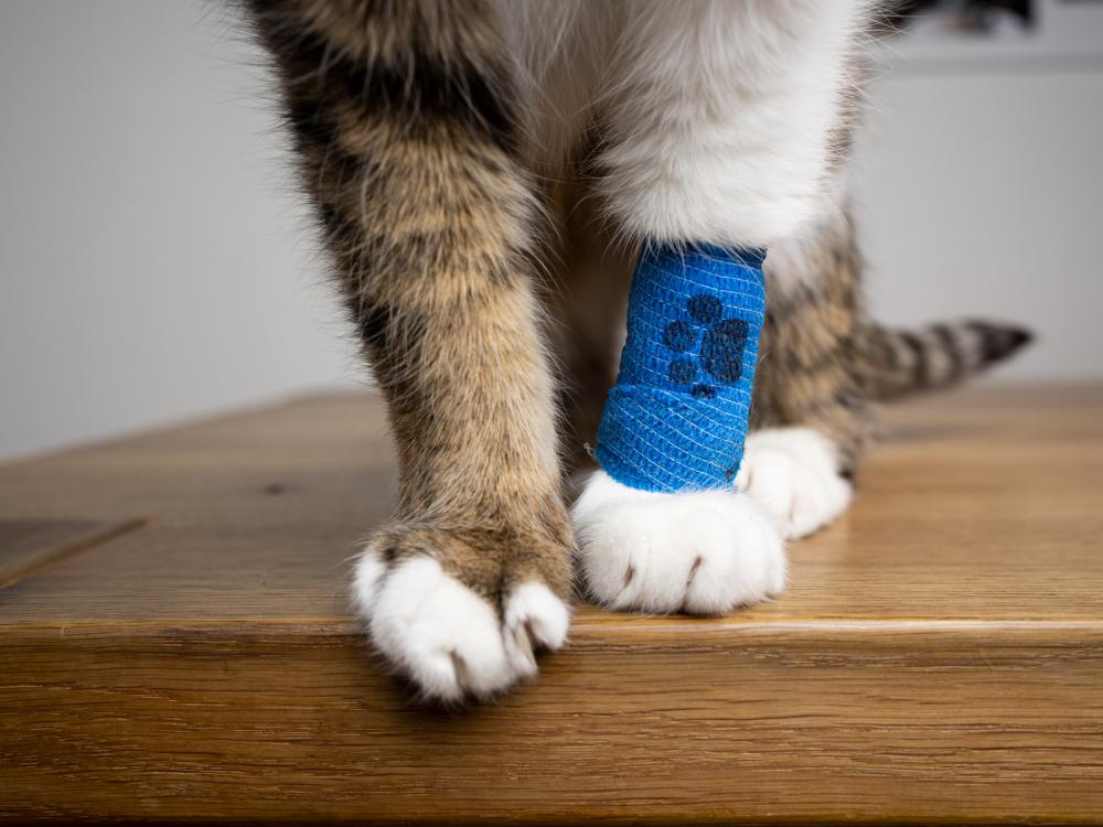 Pet insurance