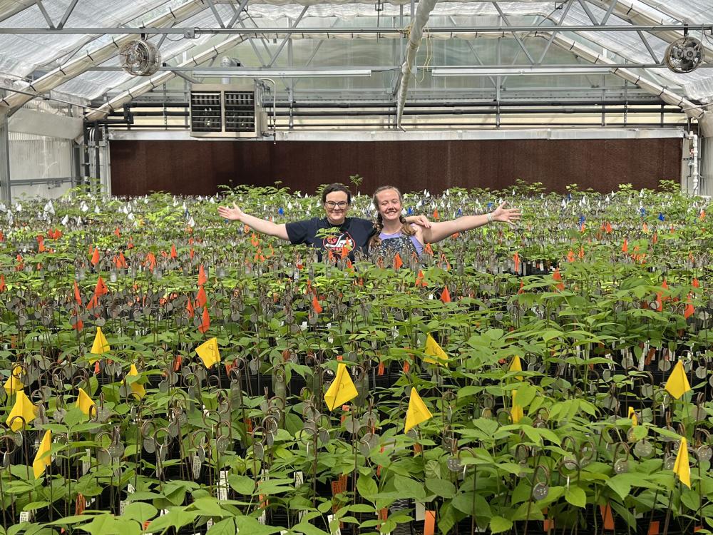 Jill Hamilton, associate professor of ecosystem science and management stands with Kyra LoPiccolo, Plant Biology graduate student and Hamilton Lab member, in one of the Penn State greenhouses