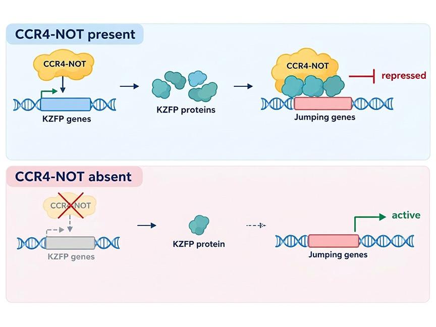 Illustration showing CCR4-NOT interacting with KZFP gene on DNA, which increases KZFP expression, which, in turn represses jumping gene activity (top) and reducing CCR4-NOT in cell leads to reduced KZFP and increased jumping gene activity (bottom)..