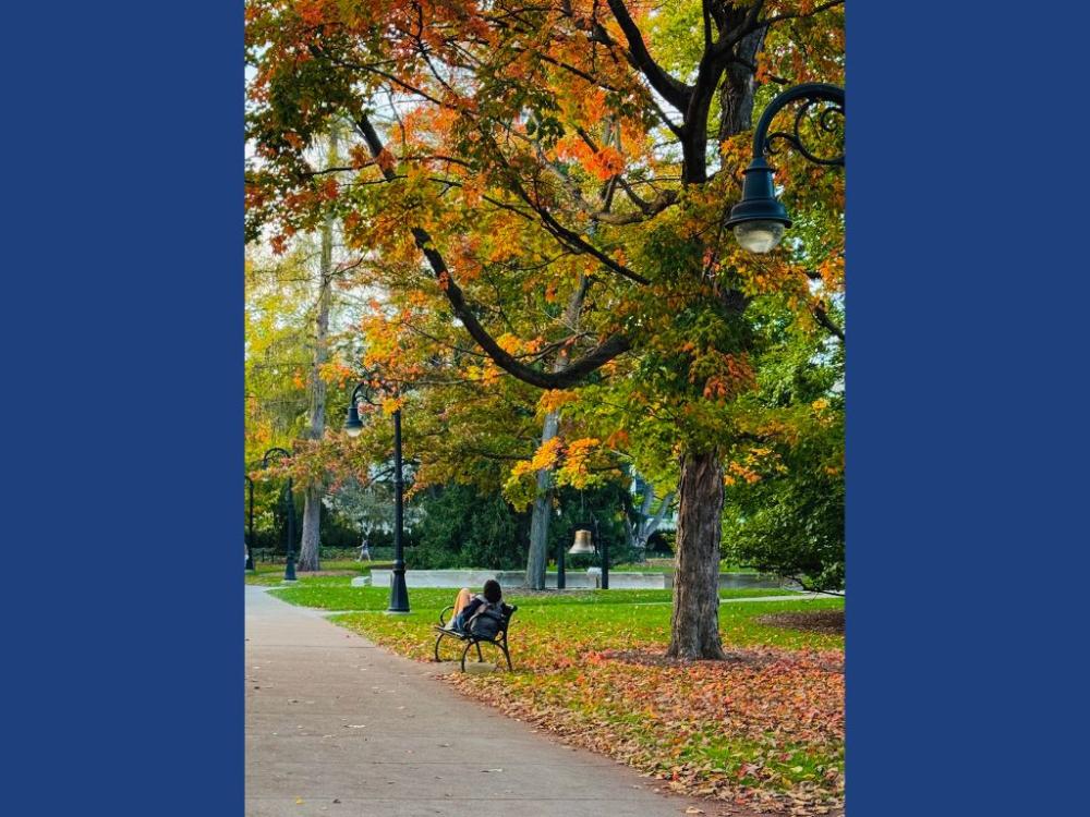 A student sits on a bench beneath a large tree with fall foliage