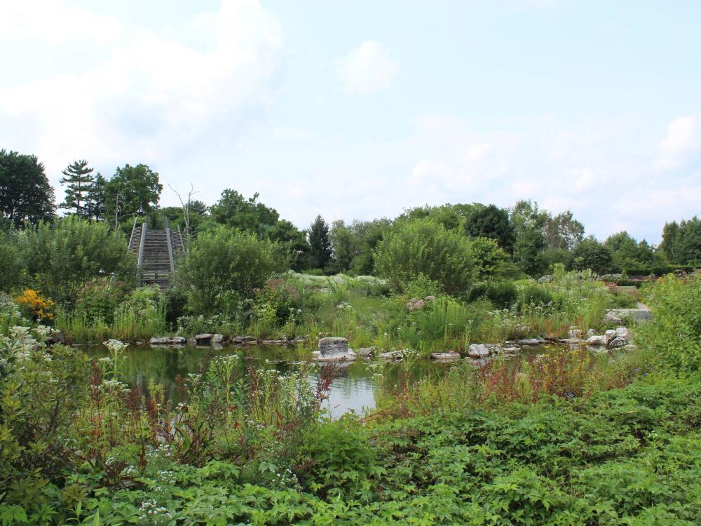 Plants and flowers surrounding a large pond