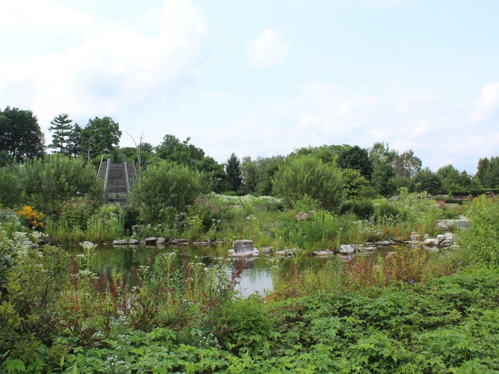 Plants and flowers surrounding a large pond
