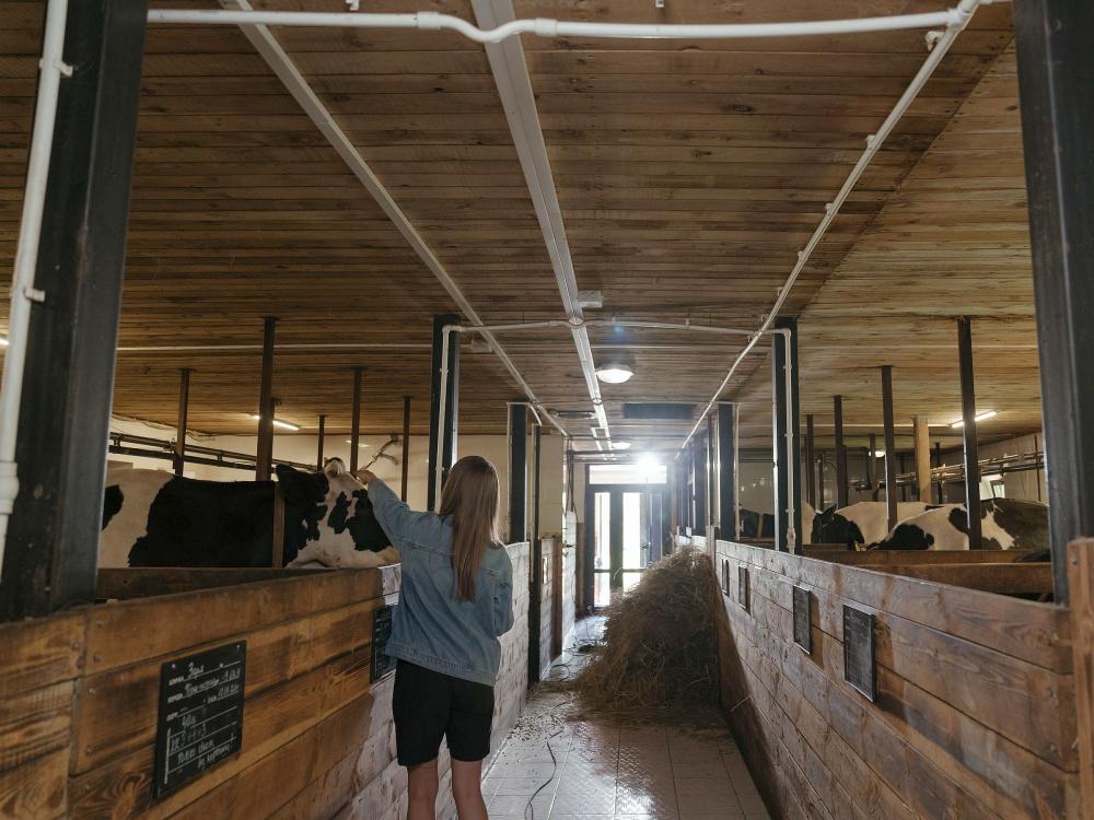 woman in dairy barn