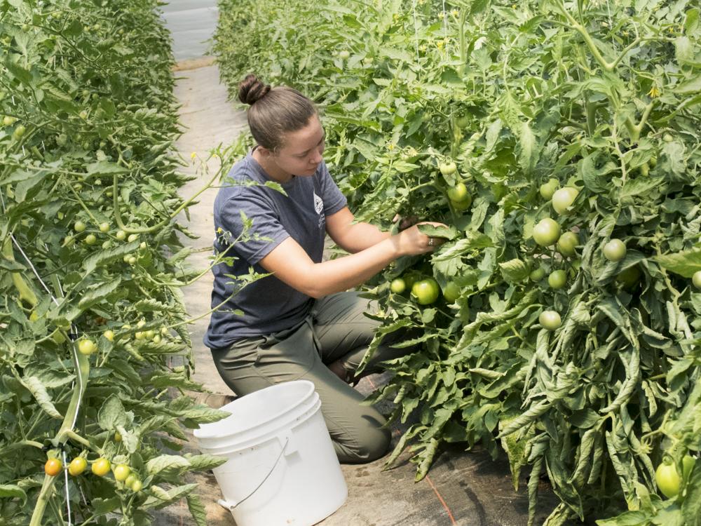 Teresa Kaveny at the Penn State student farm