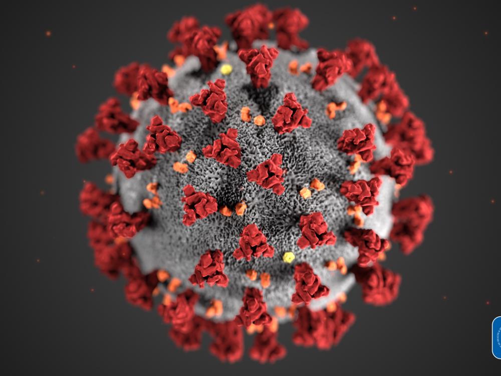 A CDC Illustration of a coronavirus. 