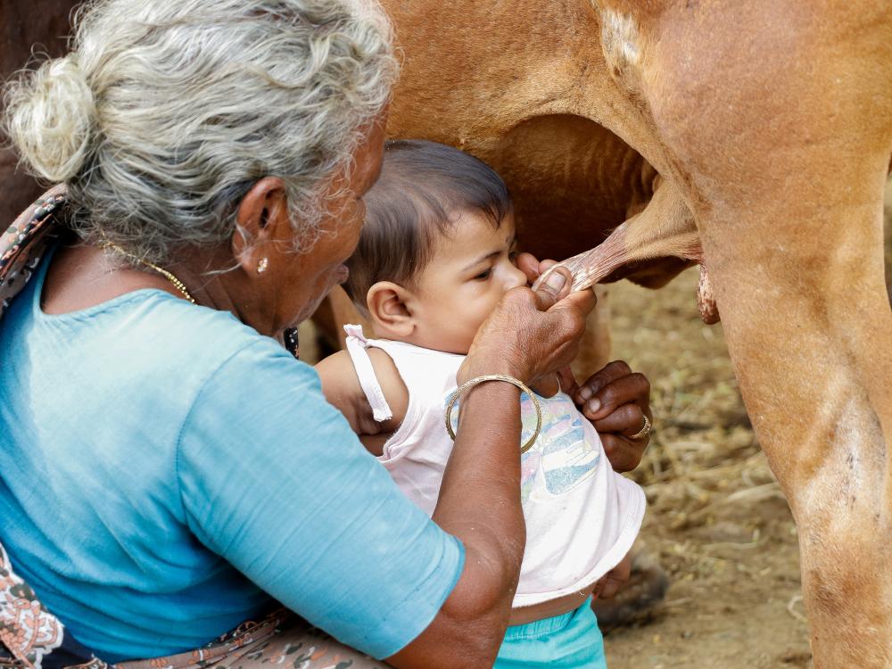 Child drinks milk directly from cow udder.