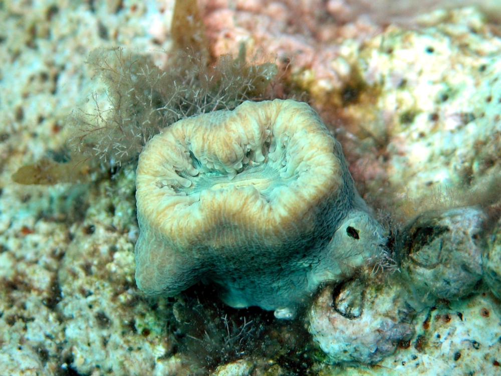Single coral polyp on a rock