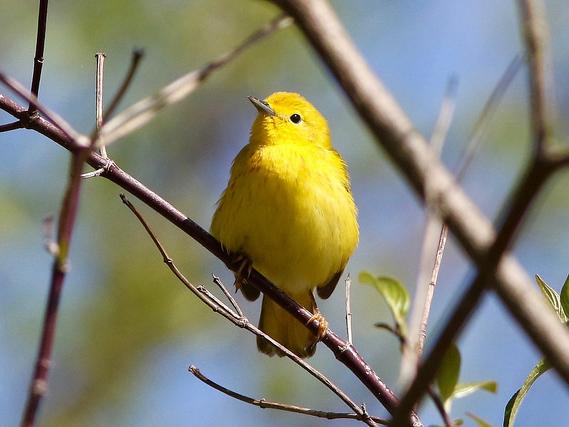 yellow warbler