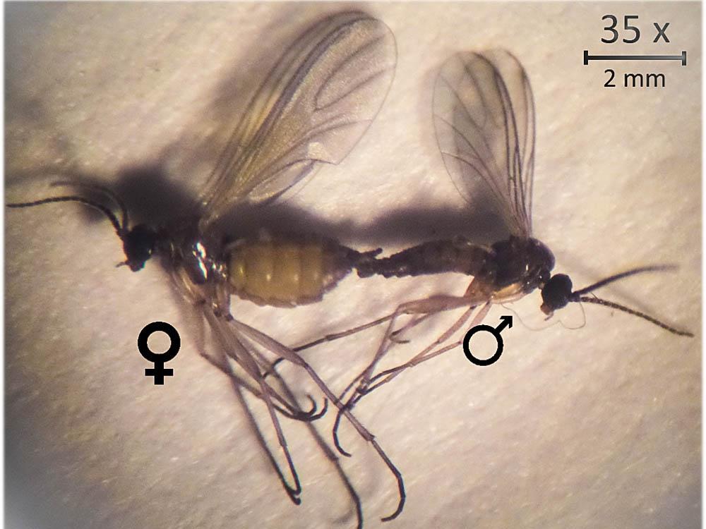 fungus gnats mating