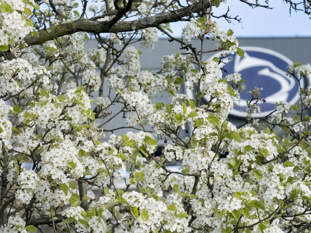 scoreboard through trees