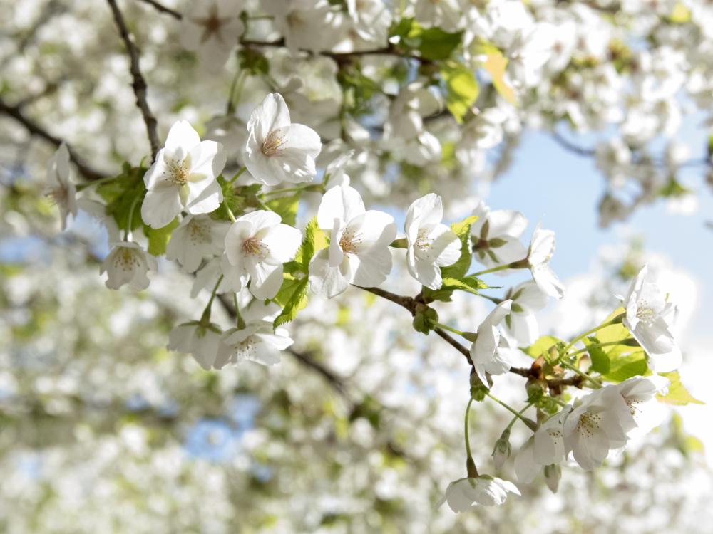 flowering cherry